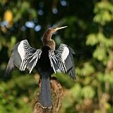 ANHINGA 3